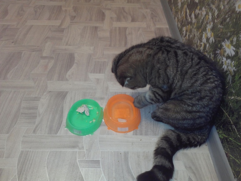 а ваш котэ так ест?????))))))