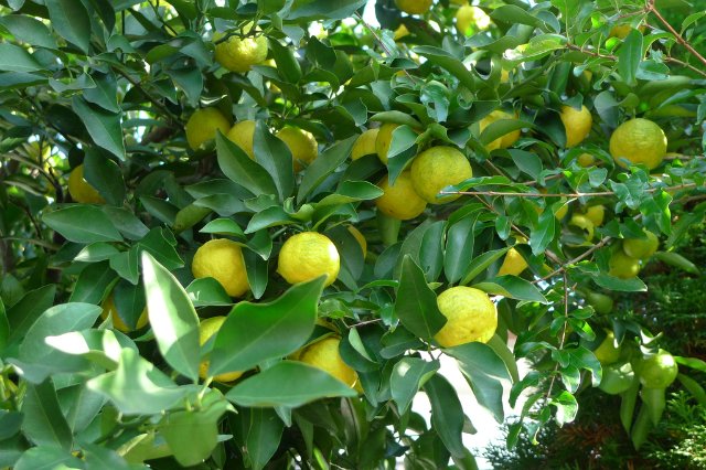 Как мы изучали овощи и фрукты