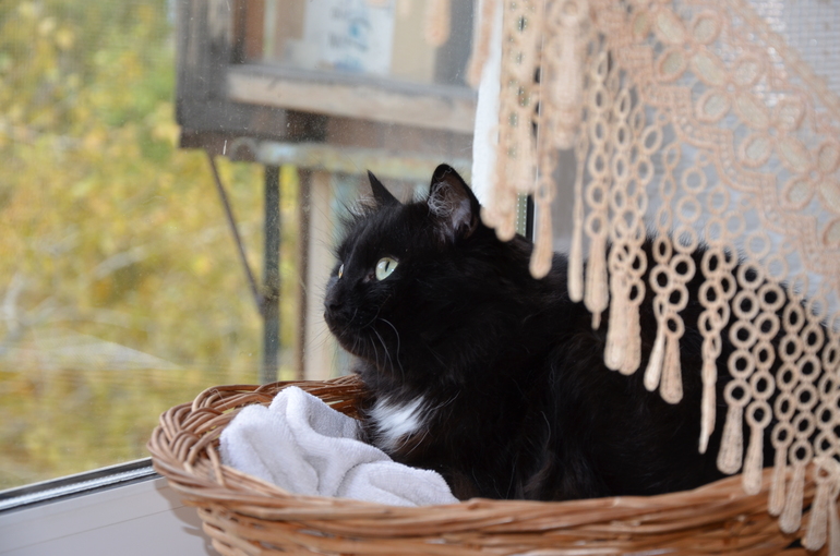 Наша веселая жизнь..