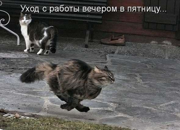 Много, много, много фото-приколов