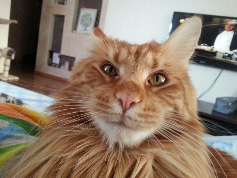 Цезарио Константинопулус