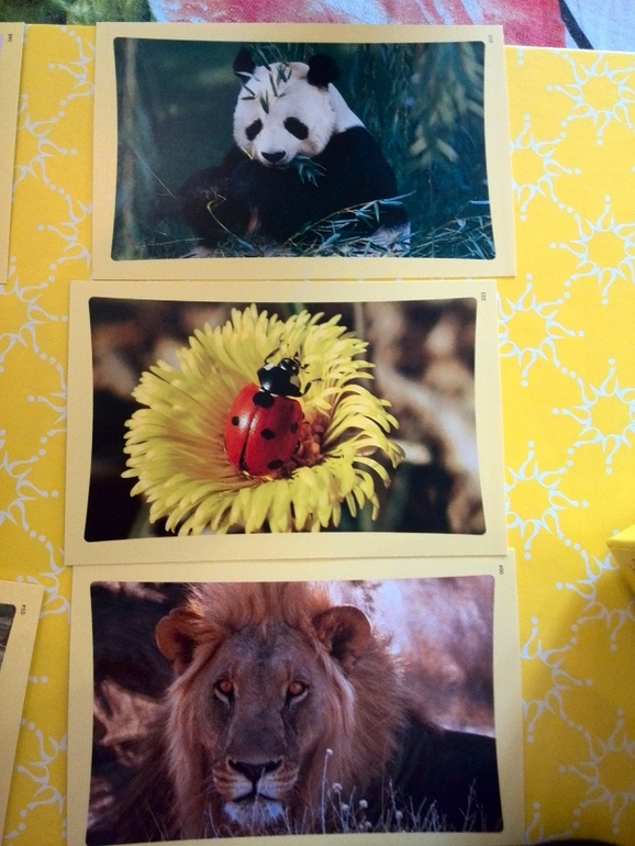 Игра Моя первая викторина от Tactic