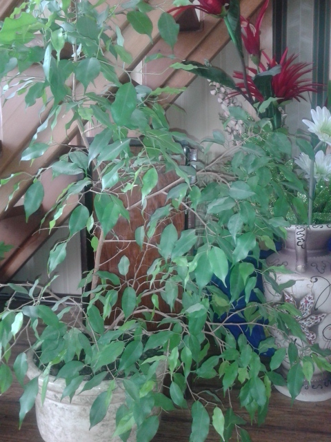 Помогите понять, что это за растение?