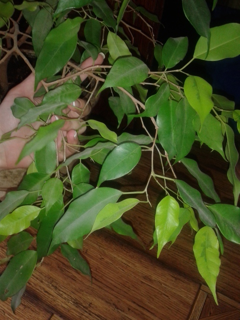 Помогите понять, что это за растение?