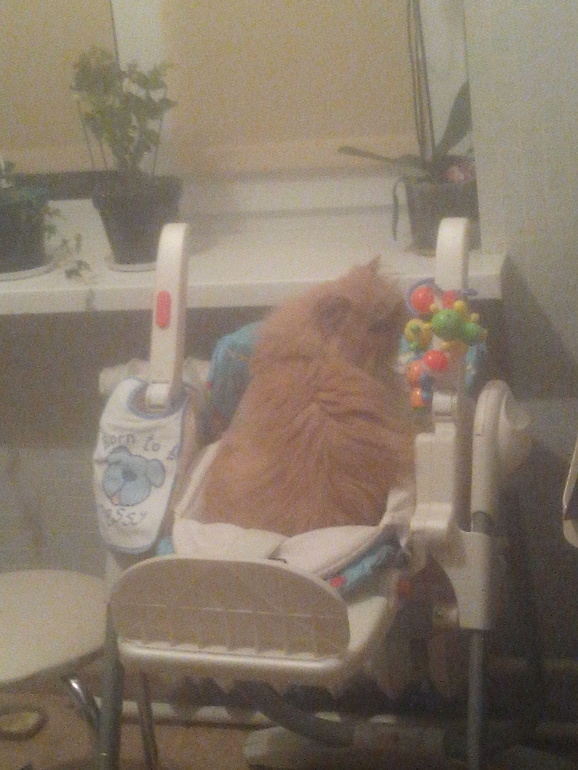 Кошка как Лешка))