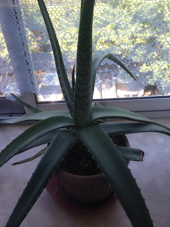 Девочки кому АЛОЕ-ВЕРА