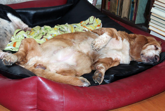 39+1. Впечатления, конверты и собаки:))