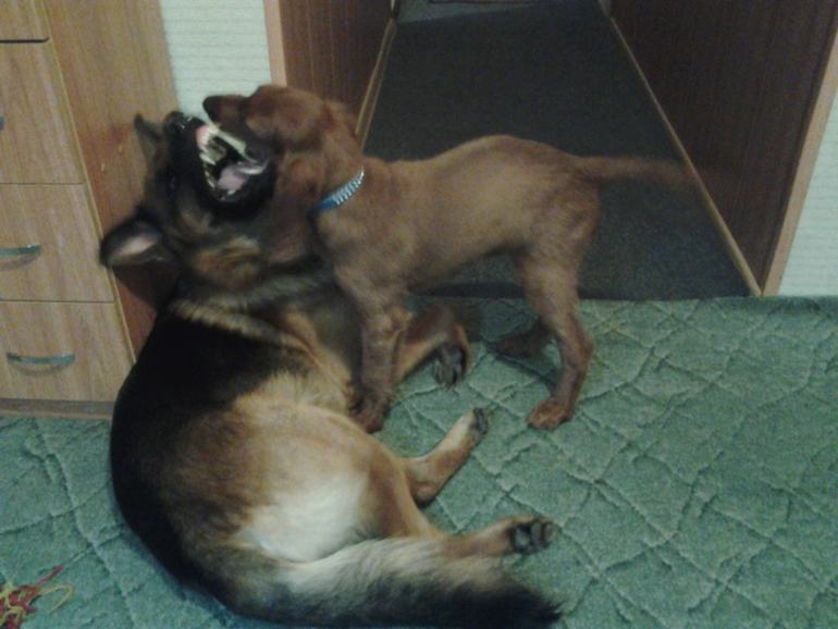 немец и сеттер,моя любовь!!!