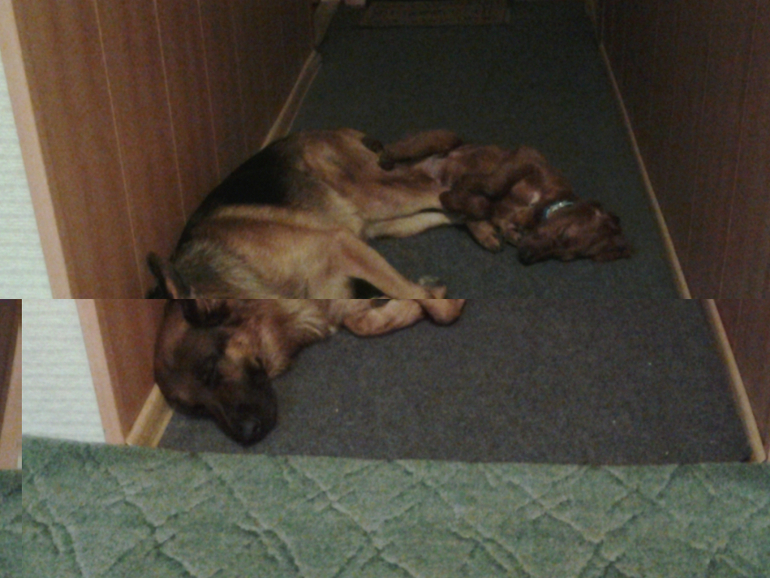 немец и сеттер,моя любовь!!!