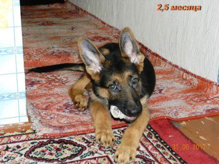 мой мальчик