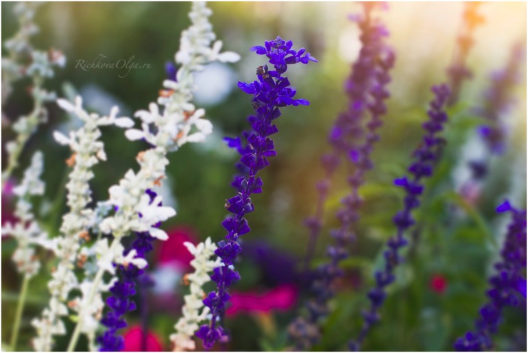 Частички лета