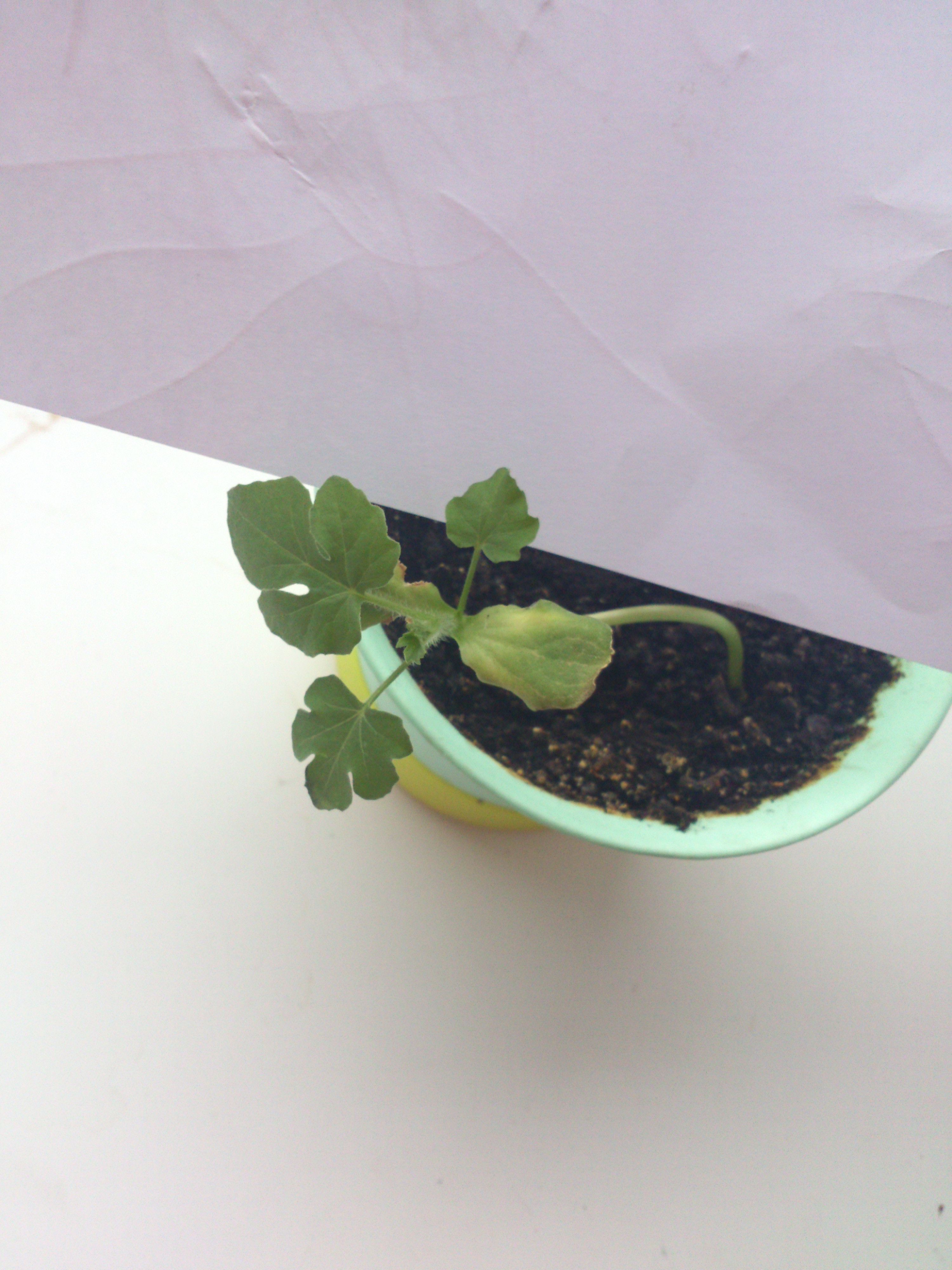 Что это за ..?