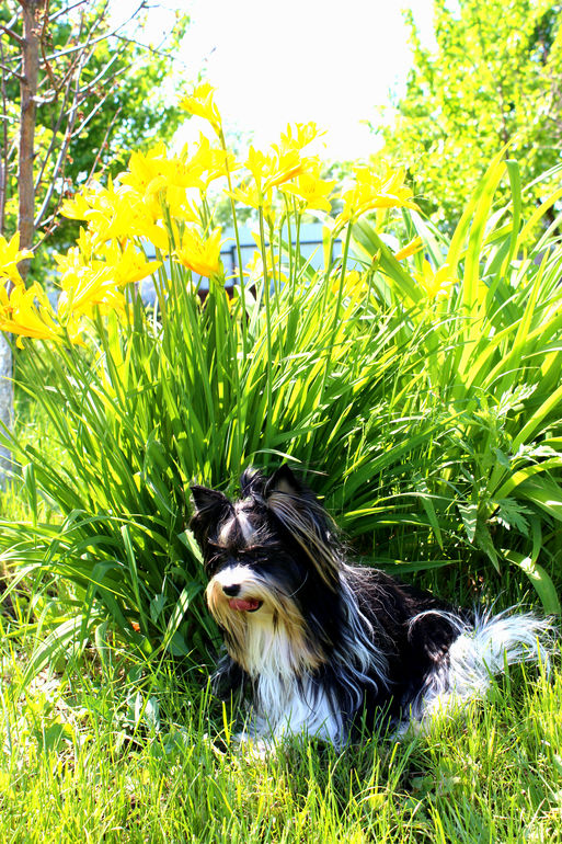 ШЕРИ 06.06.2014 БЫЛ ГОДИК