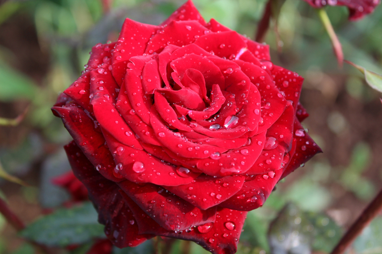 После дождичка))