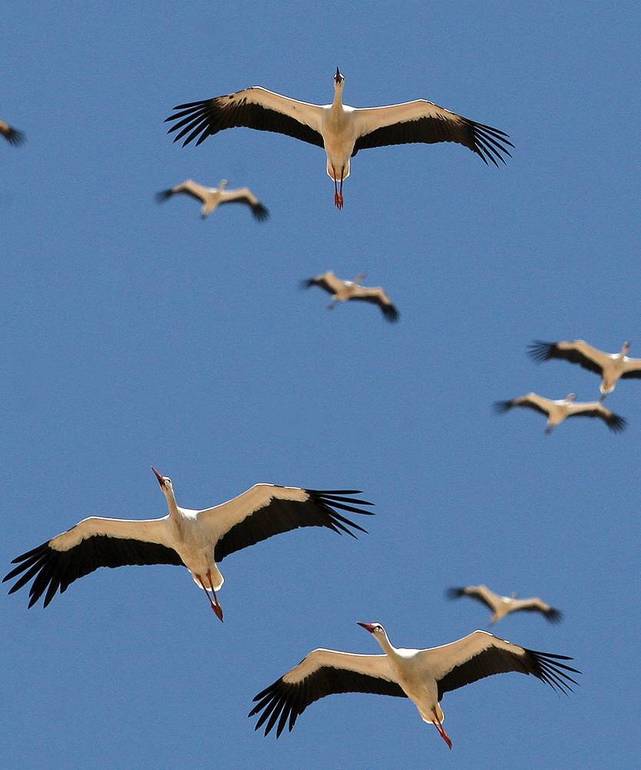 Мы с мужем видели много АИСТОВ!!!!!)))))