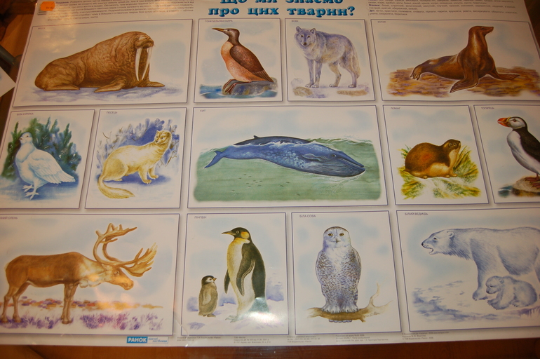 Флешмоб ТН Арктика и Антарктика. День 3