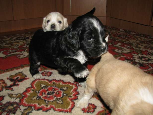 Чистокровка ли это (спаниель)?