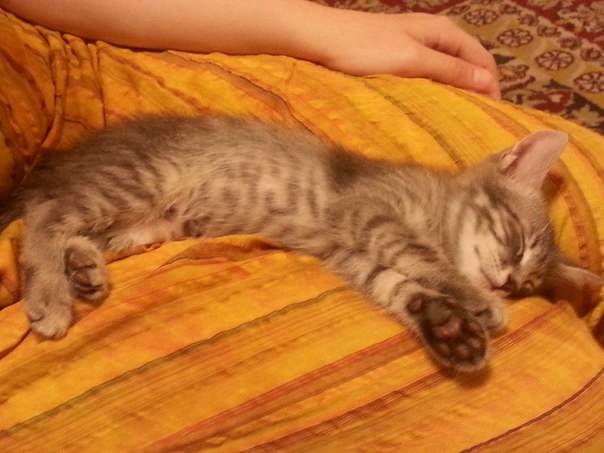 Отдам котёнка 1,5 мес мальчик. Саратов-Энгельс