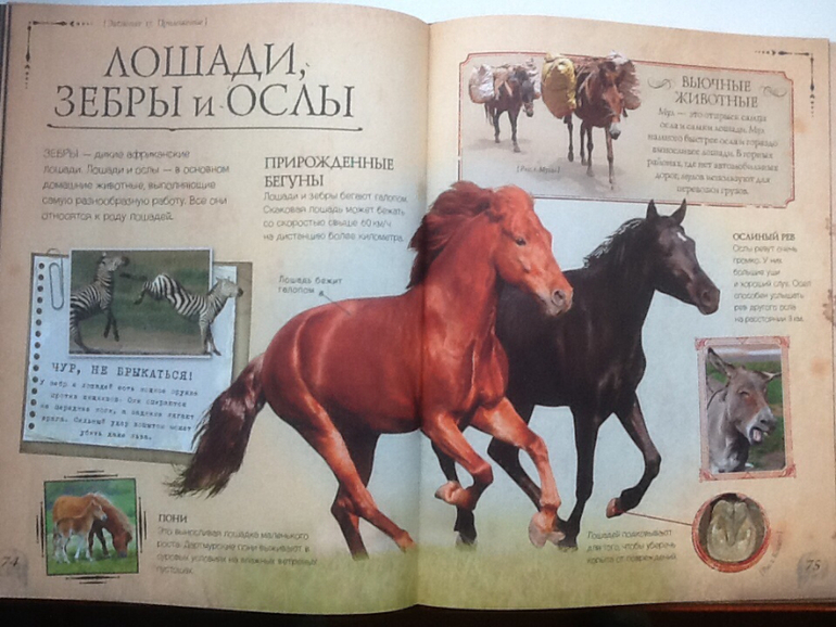 Ну очень классная книжка!!!(Новинка от Clever)