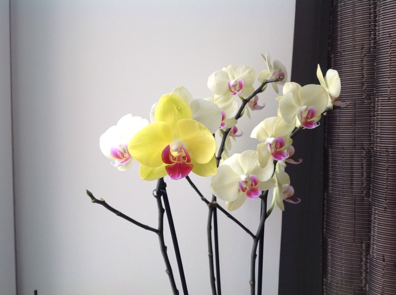 Двухцетная)