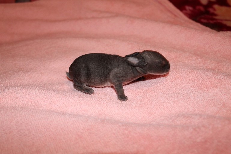 Крольчатам 7 дней=) 12.02.14г