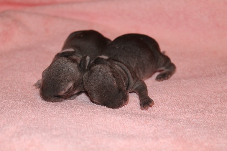 Крольчатам 7 дней=) 12.02.14г