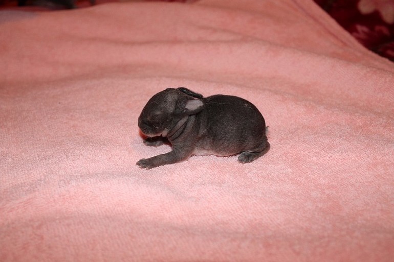 Крольчатам 7 дней=) 12.02.14г