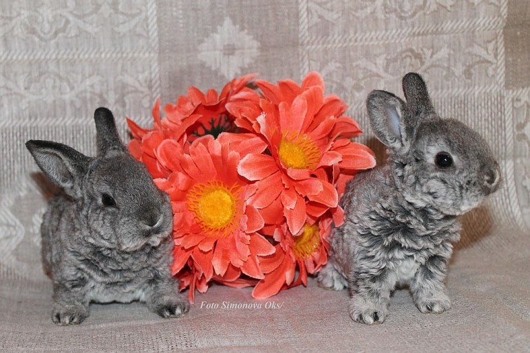 Крольчата подросли.... такие милашки=)11.03.14г