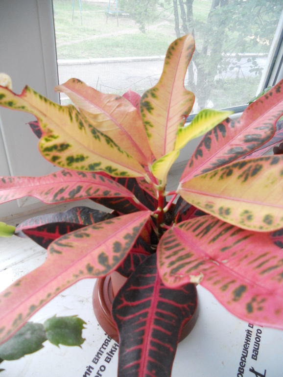 Вот это скорее всего и есть моё хобби