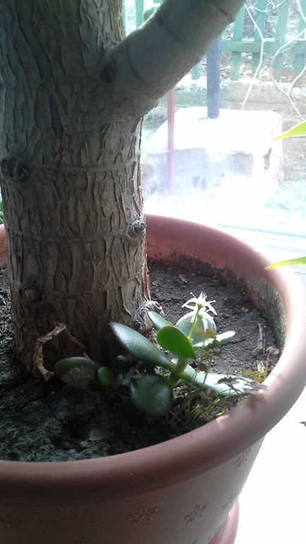 Вот это скорее всего и есть моё хобби