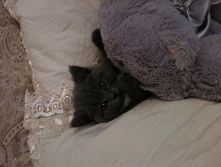 Дымка... когда появилась малышка в доме, пришлось отдать. Скучаем!