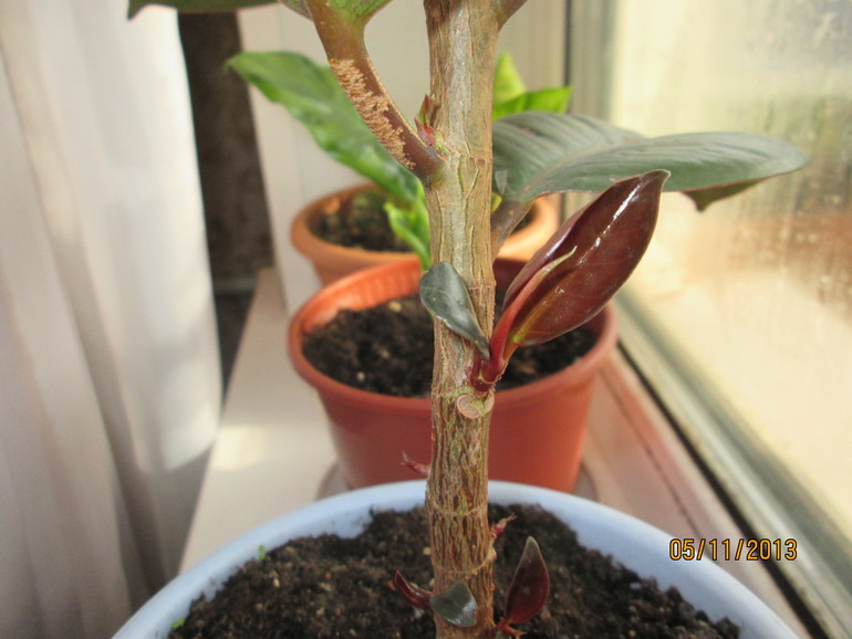 Фикус каучуконосный.