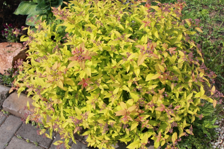 Немного фоток с нашей дачки.