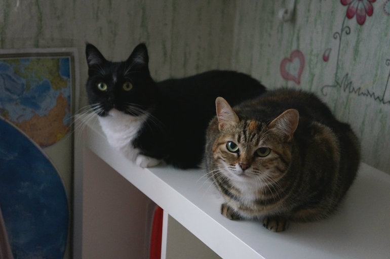 В чёрно-чёрном ящике, жил чёрно-белый кот......))