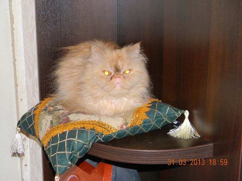 Кошка Сандра