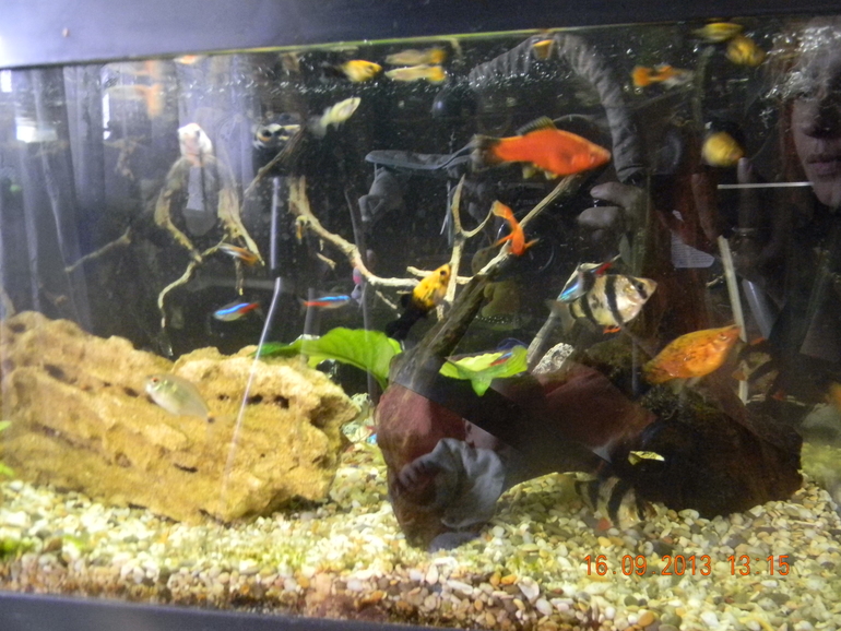 4 аквариума