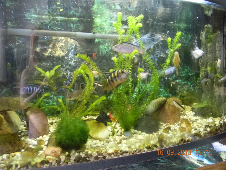 4 аквариума