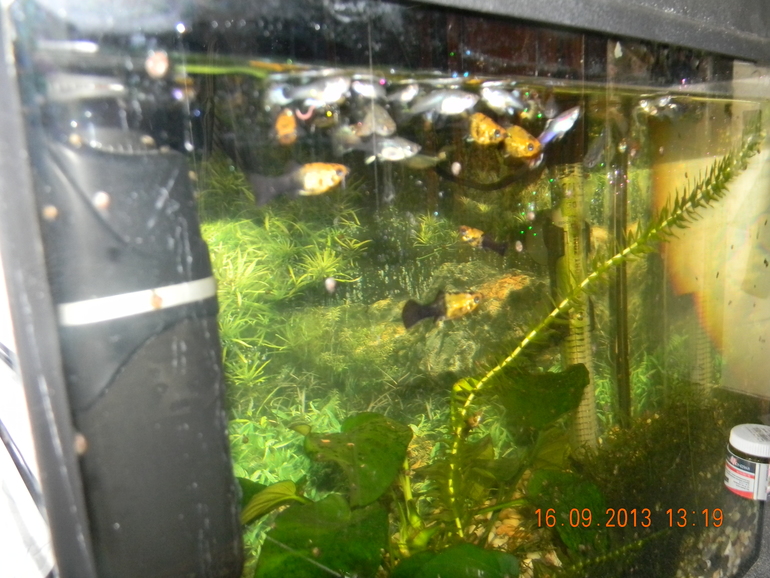 4 аквариума